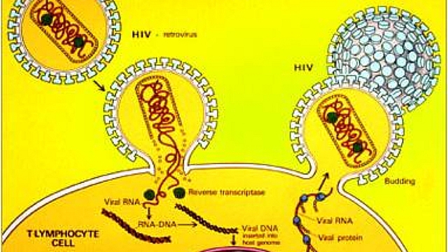 » Peran Protein Inhibitor Untuk Menghambat Replikasi Virus HIV